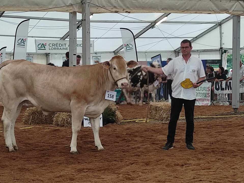 Race Blonde d'Aquitaine