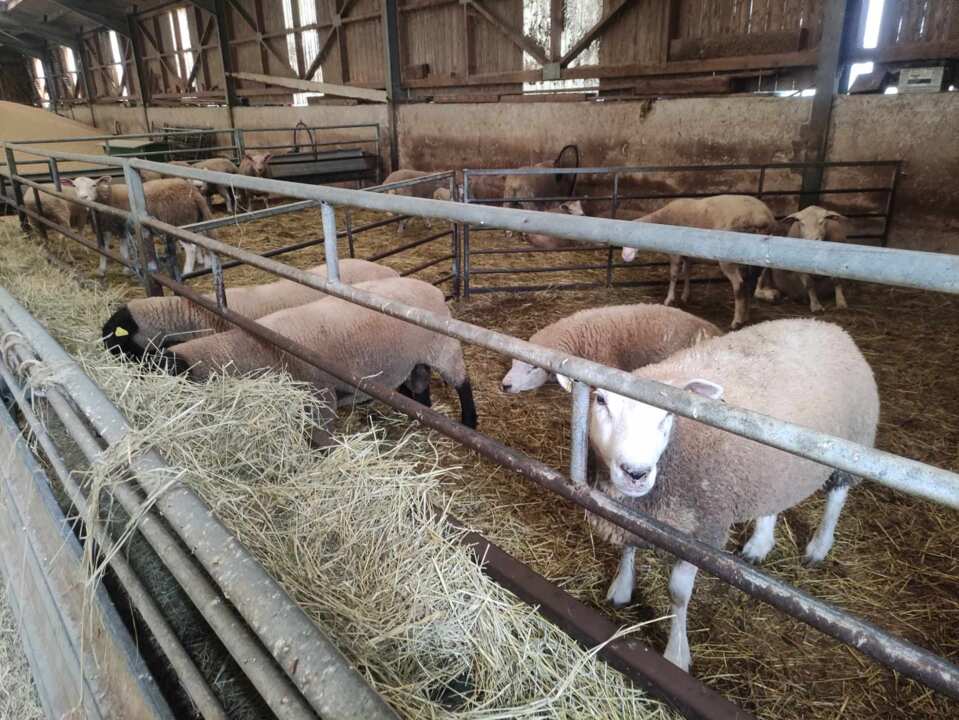 Brebis texels et Berrichonnes